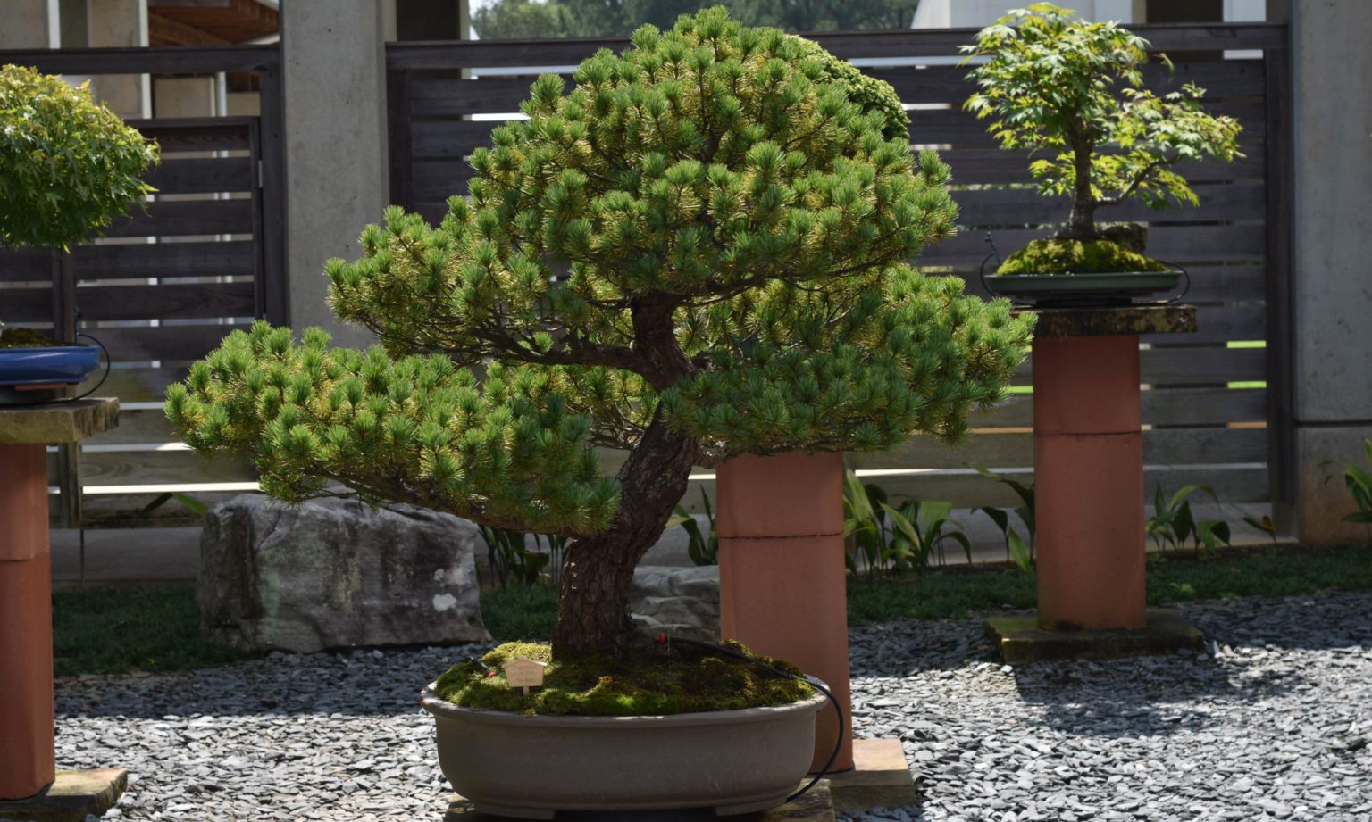 Atlanta Bonsai Society